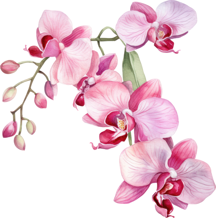 Pink Orchid flower watercolor illustration